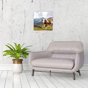 Obraz kravy na lúke (Obraz 30x30cm)
