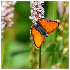 Moderný obraz motýľa na lúke (Obraz 30x30cm)