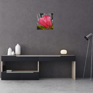 Obraz červeného tulipánu na čiernobielom pozadí (Obraz 30x30cm)