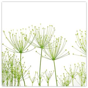 Obraz rastlín na bielom pozadí (Obraz 30x30cm)