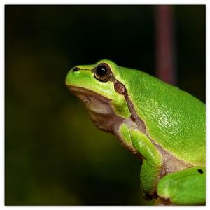 Obraz žaby (Obraz 30x30cm)