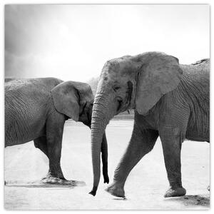 Obraz - slony (Obraz 30x30cm)