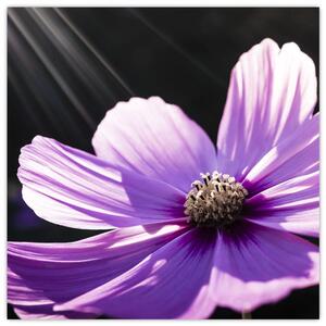 Obraz fialového kvetu (Obraz 30x30cm)
