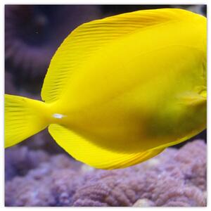 Obraz - žlté ryby (Obraz 30x30cm)
