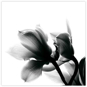 Obraz čiernobielych kvetov (Obraz 30x30cm)