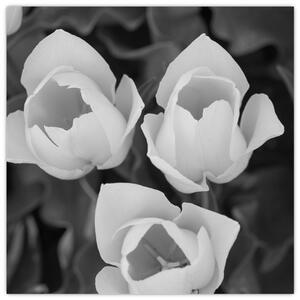 Čiernobiele kvety (Obraz 30x30cm)