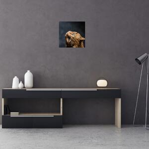 Moderný obraz - mačky (Obraz 30x30cm)