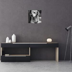 Čiernobiely obraz psa (Obraz 30x30cm)