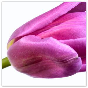Obraz ružového tulipánu (Obraz 30x30cm)