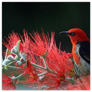 Obraz vtákov - červená (Obraz 30x30cm)