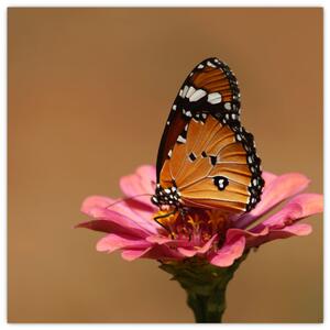Obraz motýľa (Obraz 30x30cm)