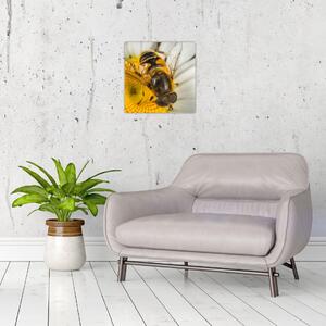 Obraz - detail včely (Obraz 30x30cm)