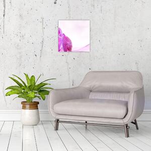 Obraz - orchidea (Obraz 30x30cm)