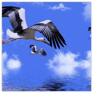 Obraz letiacich bocianov (Obraz 30x30cm)