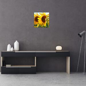 Obraz slnečníc na stenu (Obraz 30x30cm)