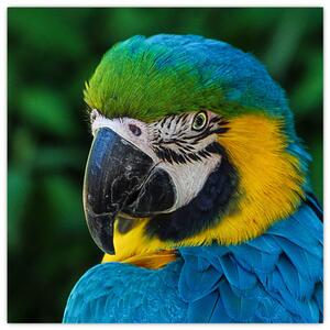 Obraz papagája (Obraz 30x30cm)