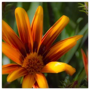 Obraz detailu kvety (Obraz 30x30cm)