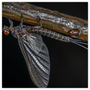 Obraz - hmyz (Obraz 30x30cm)