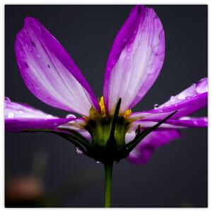 Obraz - kvety (Obraz 30x30cm)