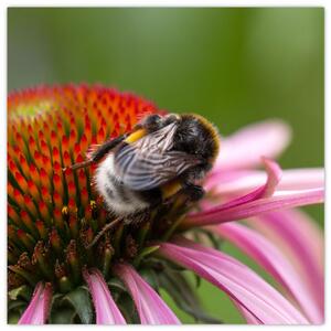 Obraz včely na kvete (Obraz 30x30cm)