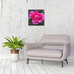 Obraz ruže na stenu (Obraz 30x30cm)