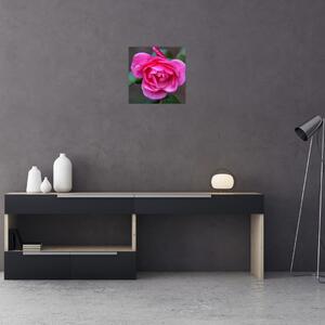 Obraz ruže na stenu (Obraz 30x30cm)