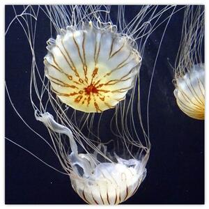 Obraz - medúzy (Obraz 30x30cm)