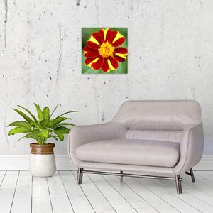 Obraz kvety na stenu (Obraz 30x30cm)