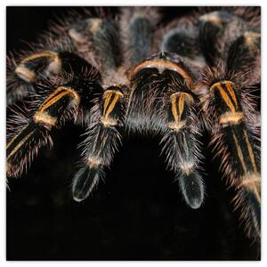 Obraz - Tarantula (Obraz 30x30cm)
