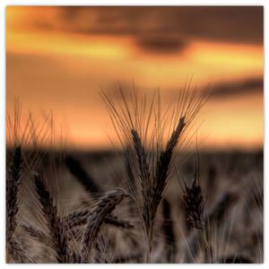 Detail pšenica, obraz (Obraz 30x30cm)