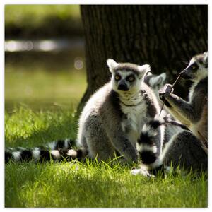 Obraz lemurov (Obraz 30x30cm)