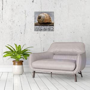 Ulita slimáka, obraz na stenu (Obraz 30x30cm)