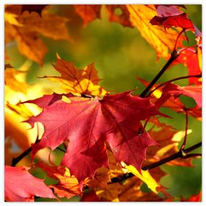 Jesenné lístie, obraz (Obraz 30x30cm)