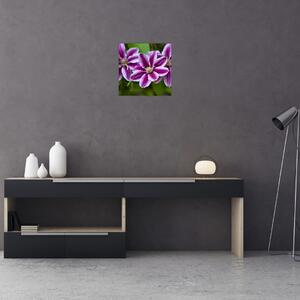 Súkvetia rastliny, obraz do bytu (Obraz 30x30cm)