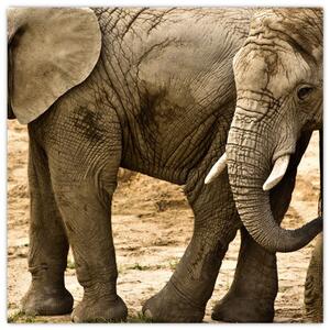 Slon, obraz (Obraz 30x30cm)