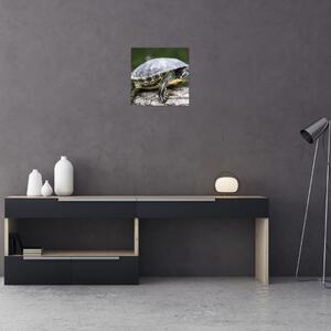 Obraz suchozemské korytnačky (Obraz 30x30cm)
