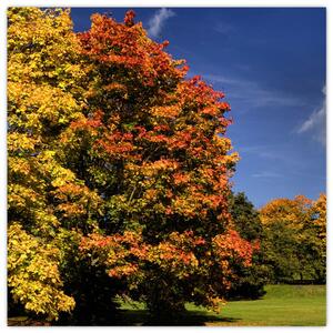 Jesenné stromy - moderný obraz (Obraz 30x30cm)