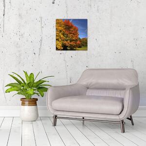 Jesenné stromy - obraz (Obraz 30x30cm)