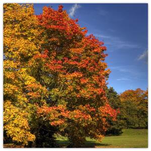 Jesenné stromy - obraz (Obraz 30x30cm)