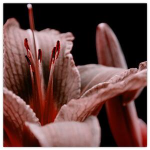 Detail kvety - obraz (Obraz 30x30cm)