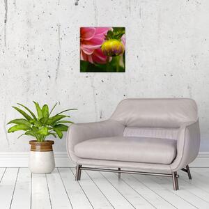 Obraz kvetu rastliny (Obraz 30x30cm)