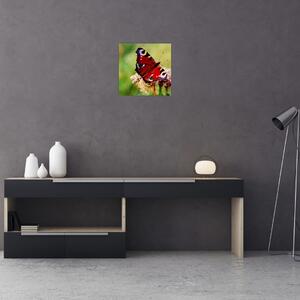 Motýľ - obraz (Obraz 30x30cm)