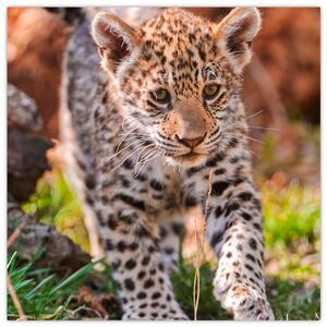 Mláďa leoparda - obraz do bytu (Obraz 30x30cm)