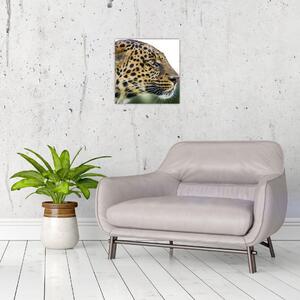 Leopard - obraz (Obraz 30x30cm)