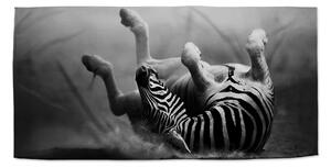 Sablio Uterák Váľajúca sa zebra - 30x50 cm