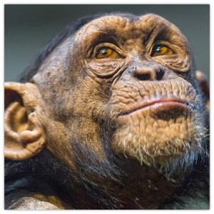 Opica - obrazy (Obraz 30x30cm)