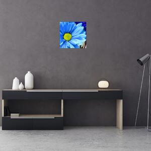 Modrá chryzantéma - obrazy (Obraz 30x30cm)
