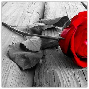 Ruža červená - obraz (Obraz 30x30cm)
