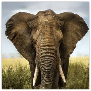 Slon - obraz (Obraz 30x30cm)