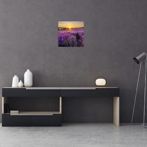 Levanduľové polia - obraz (Obraz 30x30cm)